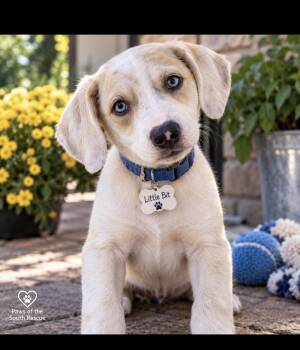 Little Bit -  Labrador Retriever Dog for Adoption in Cumming, Georgia - Little Bit | PetCurious
