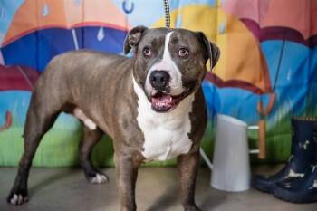 Pit Bull Terrier Dogs Available for Adoption in Minneapolis, Minnesota - TYTON | PetCurious