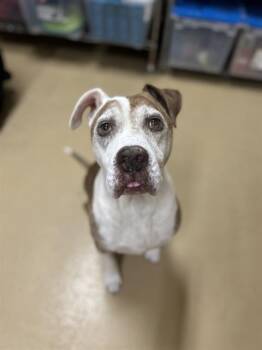 Rescue Pit Bull Terrier and Mixed Breed Dogs for Adoption in Chula Vista, California - JAMES | PetCurious