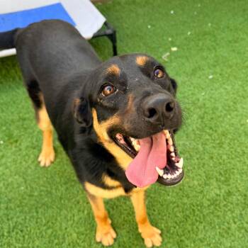 Joy -  German Shepherd Dog and Rottweiler Dog for Adoption in New Orleans, Louisiana - Joy | PetCurious
