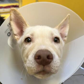 Mixed Breed Dogs Available for Adoption in Murray, Utah - Sanji | PetCurious