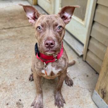 Theo -  Mixed Breed Dog for Adoption - Theo | PetCurious