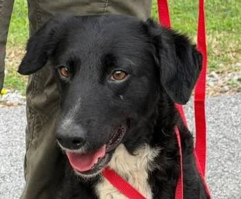 Border Collie and Retriever Dogs Available for Adoption - Ysabell | PetCurious