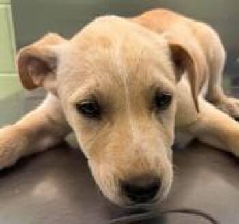 Retriever and Mixed Breed Dogs Available for Adoption in Kansas City, Missouri - Mr. Potato Head | PetCurious