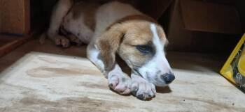 Beagle and Mixed Breed Dogs Available for Adoption in Crocker, Missouri - Skippy | PetCurious