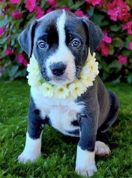 American Staffordshire Terrier and Staffordshire Bull Terrier Dogs Available for Adoption in Newport Beach, California - Beans | PetCurious
