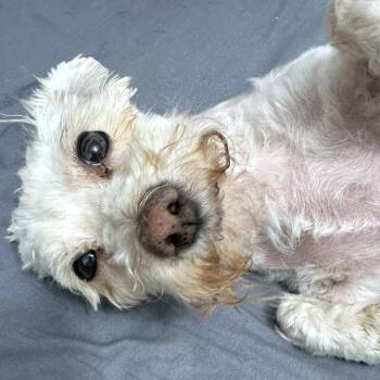 Maltese Dogs Available for Adoption in Las Vegas, Nevada - Mio | PetCurious