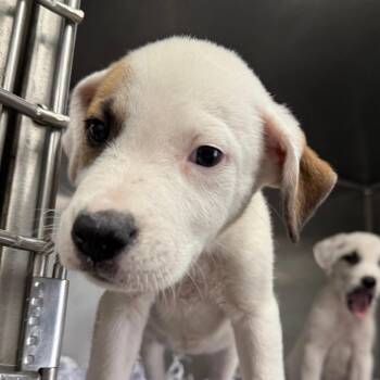 Dude -  Labrador Retriever Dog for Adoption in Jacksonville, Arkansas - Dude | PetCurious