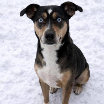 Australian Shepherd and Pit Bull Terrier Dogs Available for Adoption - Peyton | PetCurious