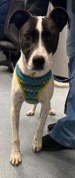 Mixed Breed Dogs Available for Adoption in Sapulpa, Oklahoma - Kate McCallister | PetCurious