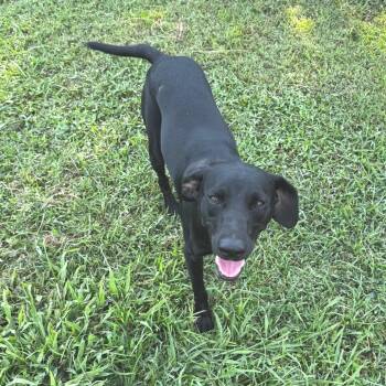 Cosmo -  Black Labrador Retriever and Mixed Breed Dog for Adoption in Brownsboro, Alabama - Cosmo | PetCurious