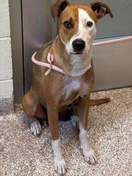 HEATHER -  Foxhound and Mixed Breed Dog for Adoption in Colorado Springs, Colorado - HEATHER | PetCurious
