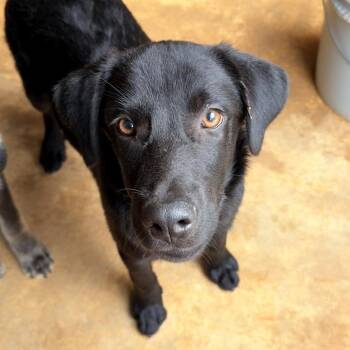 Elmo -  Mixed Breed Dog for Adoption in Parrish, Alabama - Elmo | PetCurious