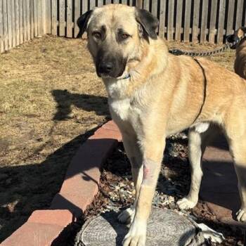 Anatolian Shepherd Dogs Available for Adoption - O