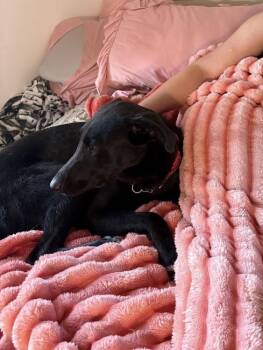 Onyx -  Labrador Retriever and Mountain Cur Dog for Adoption in Willingboro, New Jersey - Onyx | PetCurious