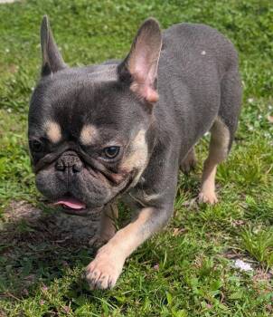 Majestic -  French Bulldog Dog for Adoption in Fort Myers, Florida - Majestic | PetCurious