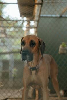 Remi Cleo -  Great Dane Dog for Adoption in Bonita, California - Remi Cleo | PetCurious