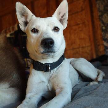 Uni -  Australian Cattle Dog Blue Heeler and Mixed Breed Dog for Adoption in Taos, New Mexico - Uni | PetCurious