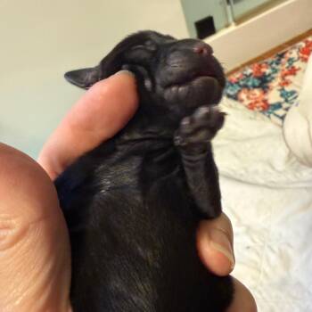 Emerald -  Chihuahua and Mixed Breed Dog for Adoption in Cedar Park, Texas - Emerald | PetCurious