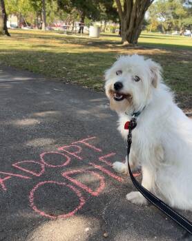 Odie -  Terrier and Maltese Dog for Adoption in Los Angeles, California - Odie | PetCurious