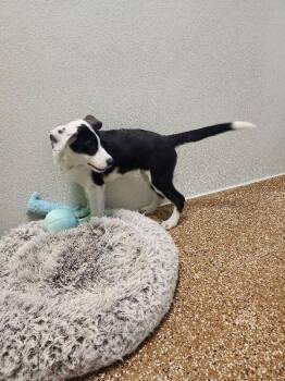 Donald -  Husky and Border Collie Dog for Adoption in Jackson, Tennessee - Donald | PetCurious