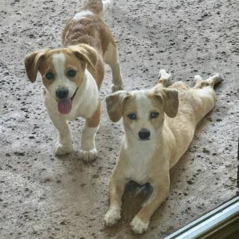 Macie and Anderson -  Miniature Dachshund and Dachshund Dog for Adoption in Longview, Texas - Macie And Anderson | PetCurious