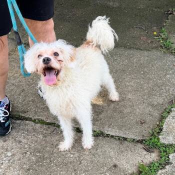 Maltese Dogs Available for Adoption - Ace | PetCurious