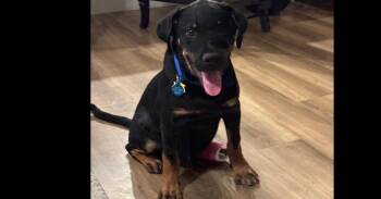 Acrid aka Artie/Artichoke -  Rottweiler and Shepherd Dog for Adoption in Gilbert, Arizona - Acrid Aka Artie/Artichoke | PetCurious