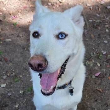 Yuri -  Husky and German Shepherd Dog Dog for Adoption in Canaan, New Hampshire - Yuri | PetCurious