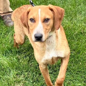 Cattle Dog and Labrador Retriever Dogs Available for Adoption in South Elgin, Illinois - Rowdy | PetCurious