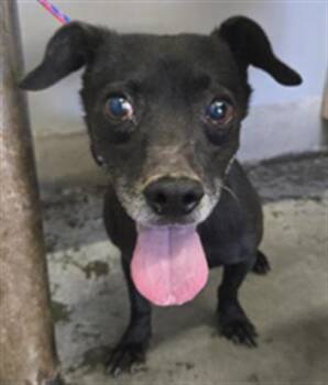 BENNY -  Dachshund and Mixed Breed Dog for Adoption in Camarillo, California - BENNY | PetCurious