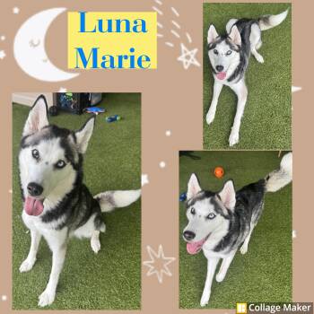 Luna Marie -  Husky Dog for Adoption in Clearfield, Pennsylvania - Luna Marie | PetCurious