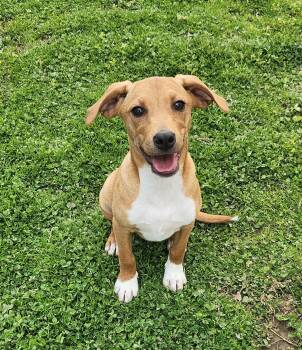 Labrador Retriever and Hound Dogs Available for Adoption in Liberty Center, Ohio - Pheasant | PetCurious