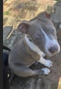 Rescue American Staffordshire Terrier Dogs for Adoption in Burlington, New Jersey - Tank | PetCurious