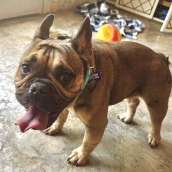French Bulldog Dogs Available for Adoption in Tacoma, Washington - Trudy | PetCurious