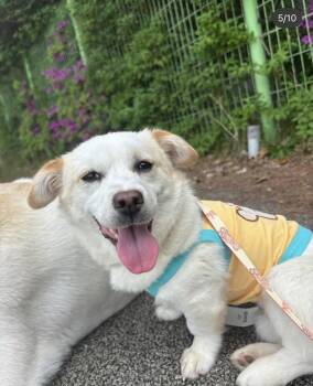 Corgi and Chihuahua Dogs Available for Adoption in Agoura Hills, California - RI-CHEU | PetCurious