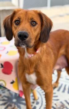 Apple Litter - Honeycrisp - Foster to Adopt -  Mixed Breed Dog for Adoption in Savage, Minnesota - Apple Litter - Honeycrisp - Foster To Adopt | PetCurious
