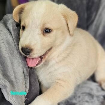 Australian Shepherd Dogs Available for Adoption in Rockville, Maryland - Aero | PetCurious