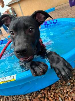 Denver -  Mixed Breed Dog for Adoption in Canon City, Colorado - Denver | PetCurious