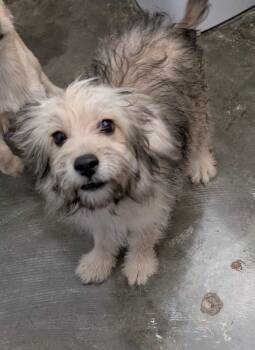 Lewis -  Miniature Poodle and Cockapoo Dog for Adoption in Dallas, Texas - Lewis | PetCurious