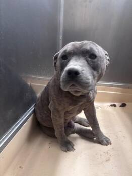 Pit Bull Terrier Dogs Available for Adoption - Hercules | PetCurious