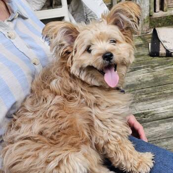 Yorkshire Terrier and Poodle Dogs Available for Adoption in Batavia, New York - Rescue Mason | PetCurious