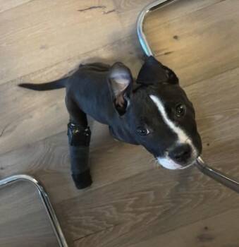 Mixed Breed Dogs Available for Adoption in West Chester, Pennsylvania - Pooka | PetCurious