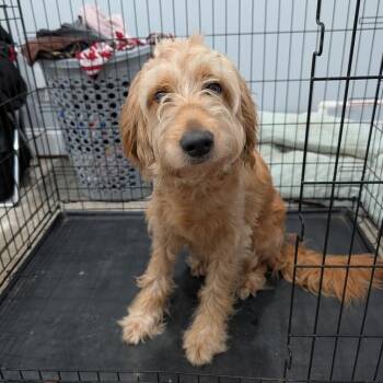 Stella #7456 -  Goldendoodle Dog for Adoption in Louisville, Kentucky - Stella #7456 | PetCurious