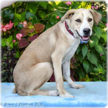 Bugs -  Labrador Retriever Dog for Adoption in Wake Forest, North Carolina - Bugs | PetCurious