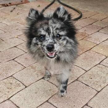 Camille "Cami" -  Pomeranian Dog for Adoption in Jacksonville, Florida - Camille "Cami" | PetCurious