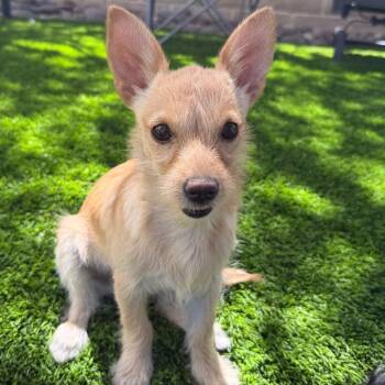 Toni Davis -  Terrier and Mixed Breed Dog for Adoption in Las Vegas, Nevada - Toni Davis | PetCurious