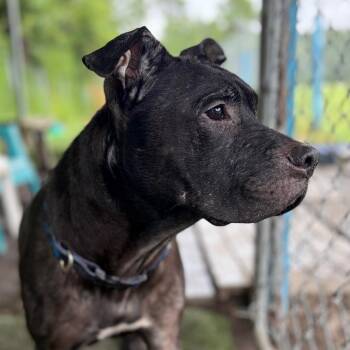 Kilo Ren -  Labrador Retriever and Pit Bull Terrier Dog for Adoption in Newport, North Carolina - Kilo Ren | PetCurious