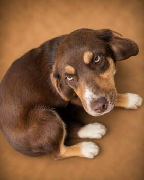 Hadley -  Australian Shepherd Dog for Adoption in Chuckey, Tennessee - Hadley | PetCurious