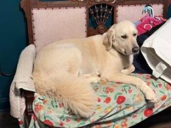 Kelev -  Great Pyrenees and Poodle Dog for Adoption in Newnan, Georgia - Kelev | PetCurious